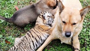 Mama mea este o catea!