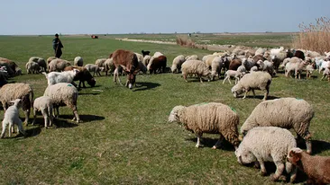 S-a intamplat in Saptamana Mare! Un cioban a fost impuscat de un fost primar din Brasov