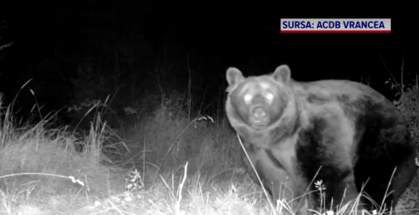Noi informații în cazul uciderii ursului Arthur. Blana animalului, identificată într-o tăbăcărie din Târgu Secuiesc