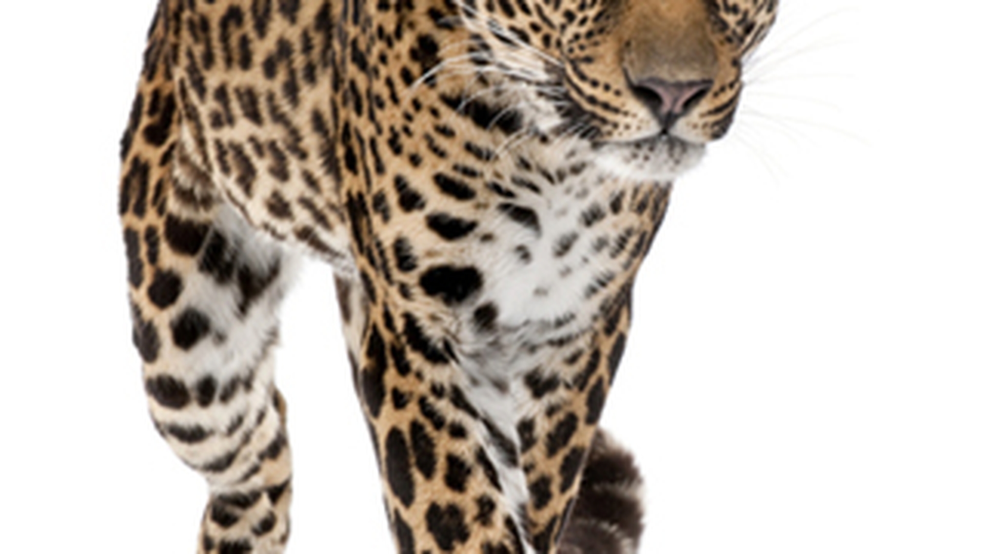 15 nepalezi au fost arestati dupa ce au mancat un leopard!