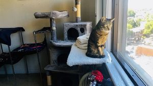 Cum a reacționat o femeie cu 40 de pisici în apartament, după ce vecinii s-au plâns de miros: „Sunteți niște mincinoși”