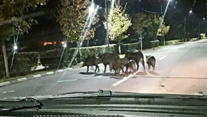 O turmă de porci mistreţi se plimbă pe străzile din Râmnicu Vâlcea