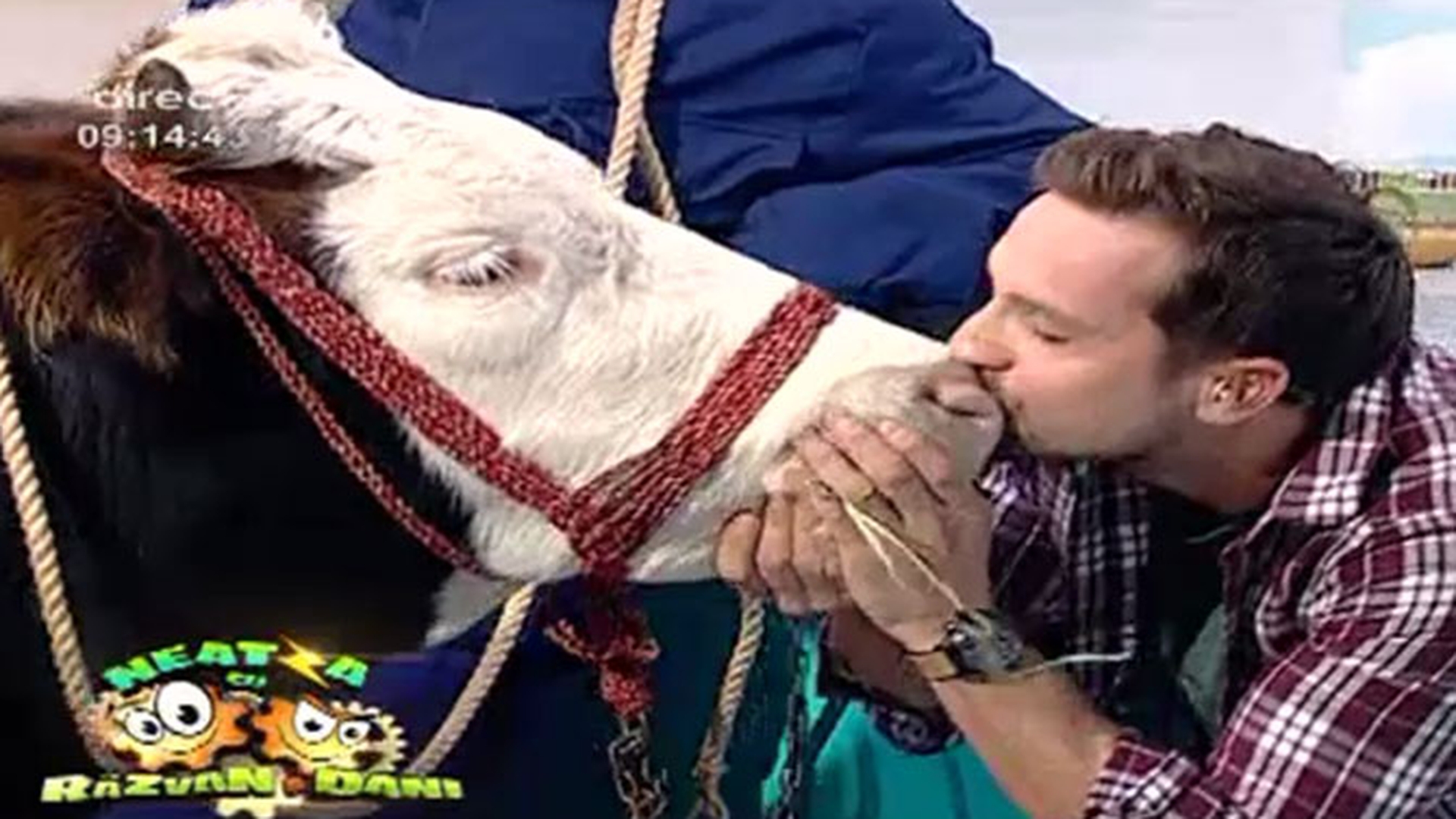 Dani Oţil, cel mai şocant gest din ultima vreme de la TV! S-a pupat LIVE cu o vacă: "Faţă de altele din tinereţe..."