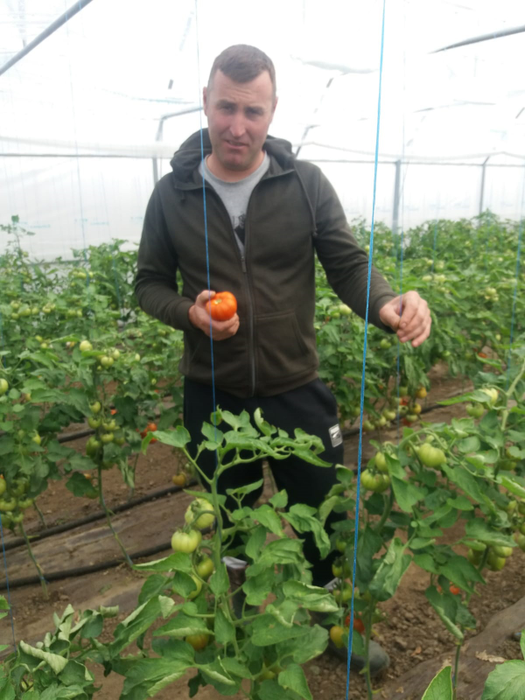Producătorii dau vina pe investițiile mari pentru prețul roșiilor timpurii