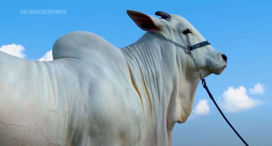 Viatina estea cea mai scumpă văcuță din lume/ sursă foto:  captură video