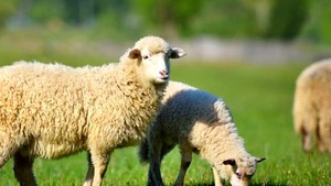 Uluitor! Un bătrân a fost amendat cu 15.000 de lei pentru că a fugit să îşi adune oile scăpate din curte