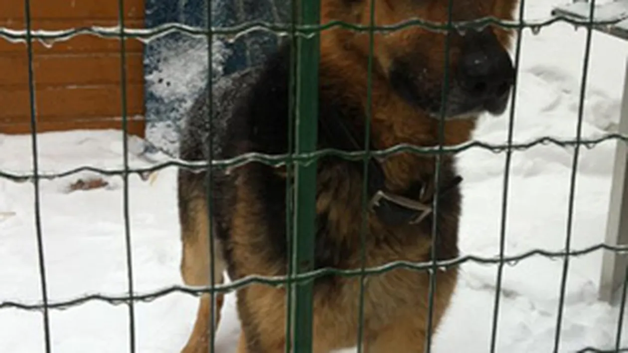 Maruta face apel: Irina Loghin a gasit un caine lup cand alerga in Herastrau! Il recunoasteti?