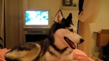 VIDEO Incredibil! Nu o sa crezi pana nu vezi! Un caine care stie sa spuna I Love You!