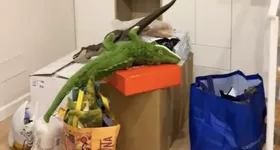 Galerie foto - poza 2