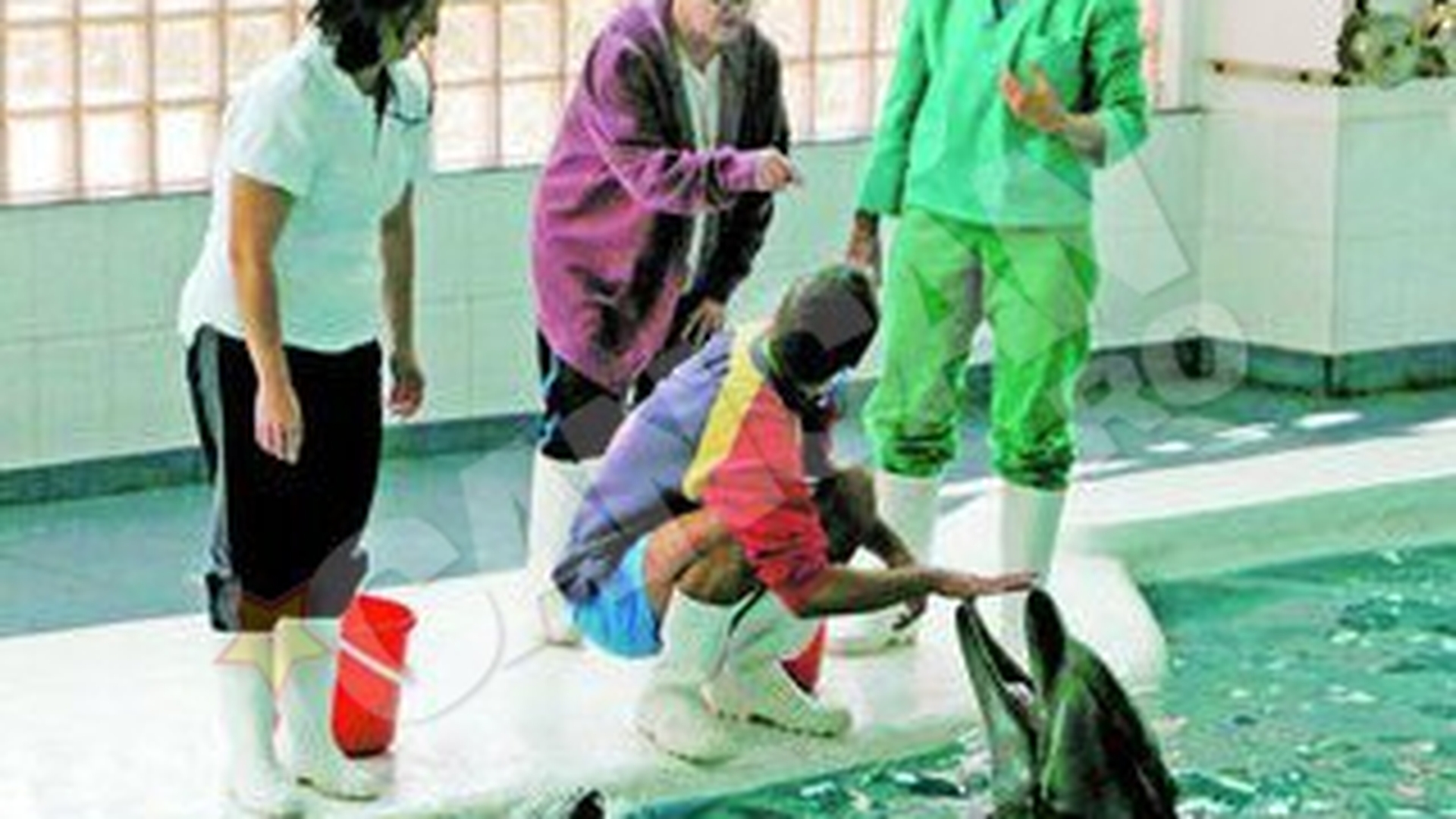 Ni-Ni si Pei-Pei, prea mici pentru imperechere! Chen-Chen va fi inseminata cu sperma adusa din Africa de Sud