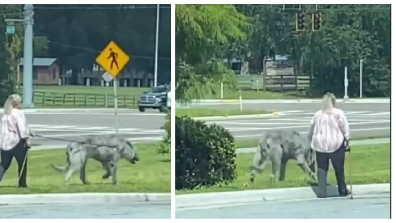 A înnebunit internetul! Ce animal de companie are femeia din imagine: câine sau lup?!