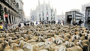 Eveniment neasteptat in Italia! Oile au invadat Piata Domului din Milano