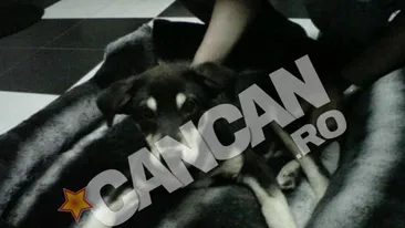 Zavo nu face economie cand vine vorba despre copiii ei. A cheltuit 1.200 de euro pe doua canapelute din blana de chinchilla pentru Marty sI maidanezul Tyson