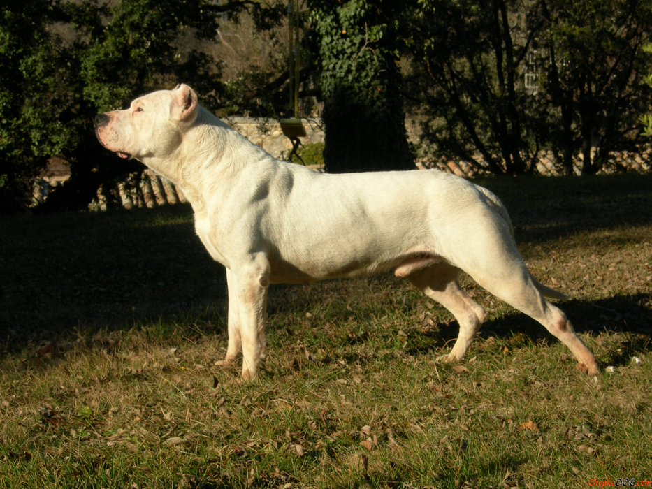 Mihai Obadă a fost atacat inclusiv de un Dog Argentinian