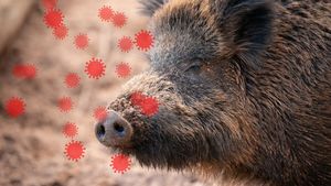 Alertă maximă din cauza epidemiei de pestă porcină africană. Autoritățile din Spania au declarat stare de urgență