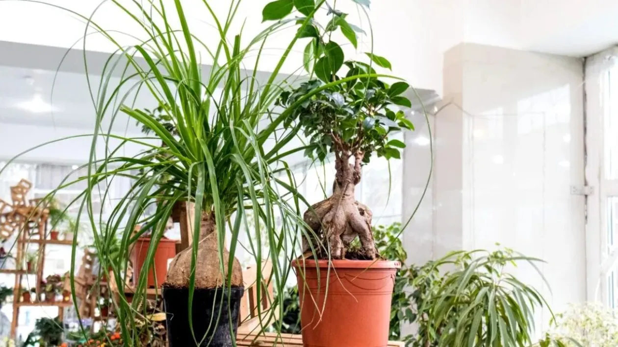 Planta pe care nu e bine să o ai în casă. Este extrem de periculoasă