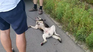 Imagini sfâșietoare! Un preot din Moldova a legat un câine de mașină și l-a târât pe șosea