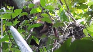 IMAGINI ABSOLUT SOCANTE! Cel mai temut pradator al junglei in plina actiune. Cine i-a picat victima