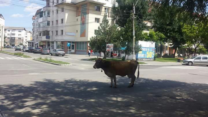O vacă a mâncat scena Naşterii Domnului, amplasată pentru Crăciun de Primăria municipiului Moreni