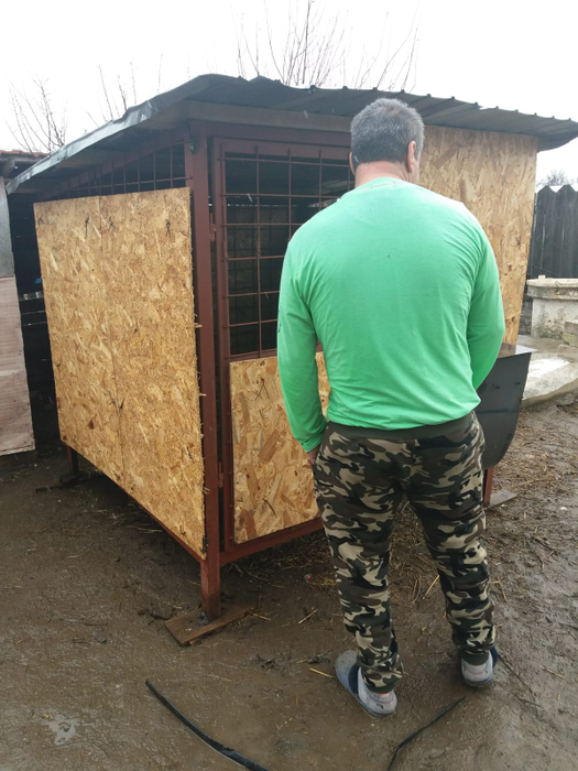 Toți sătenii din Rusănești speră ca porcii-santinelă să fie sănătoși după 45 de zile