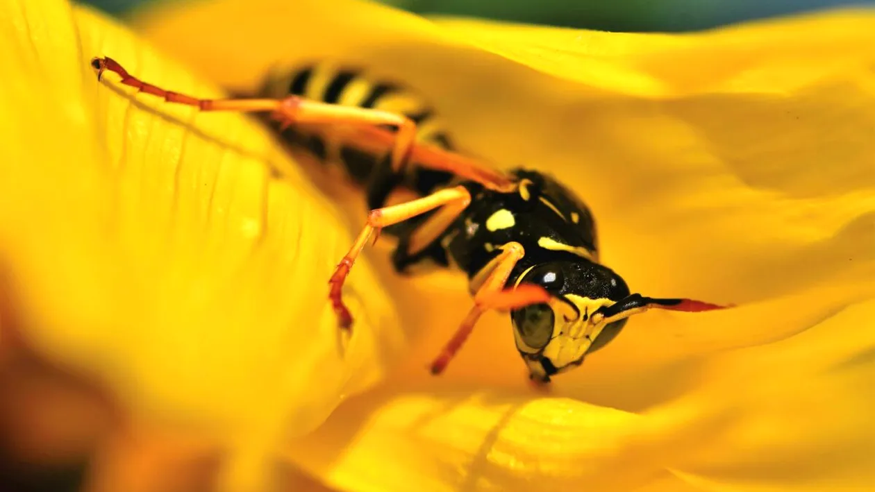 Fotbalistul din România care a dat lovitura în afaceri: „Sunt lipsite de substanțe chimice nocive”