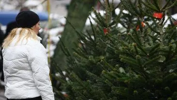 Cât costă un brad cu două zile înainte de Crăciun! Ce spun cumpărătorii