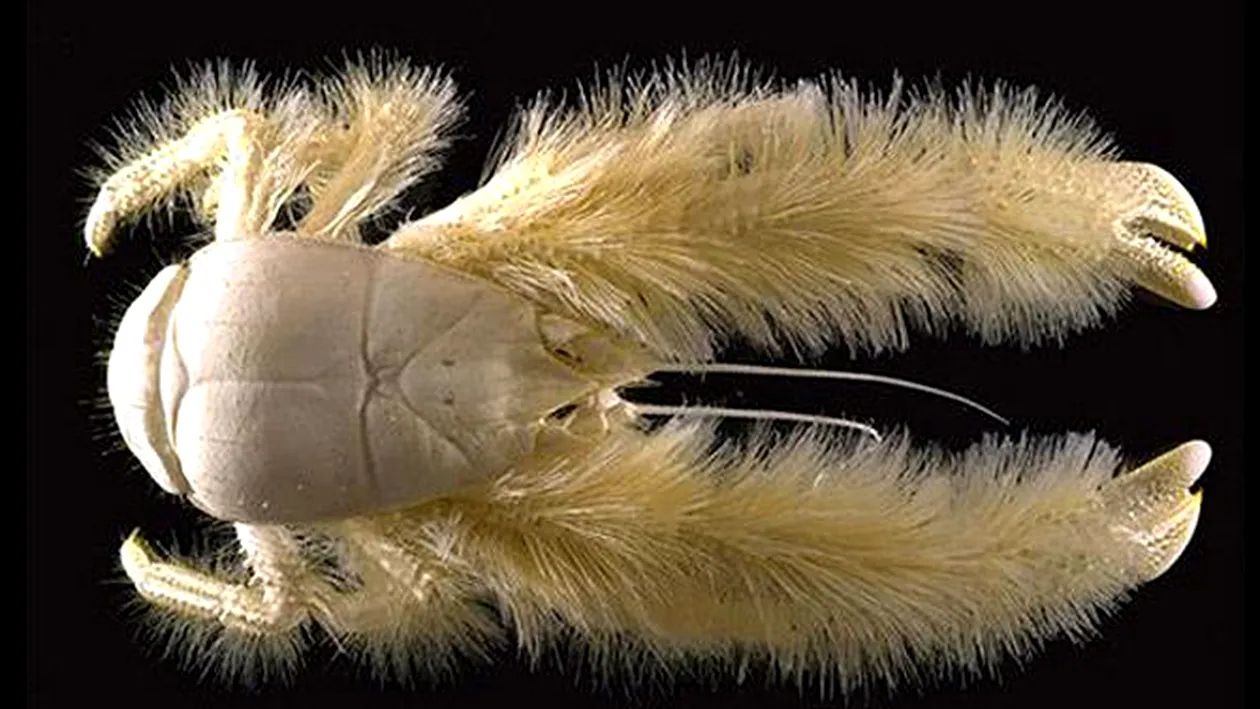 Crabul Yeti si o stea de mare cu sapte brate, printre speciile ciudate descoperite in Antarctica