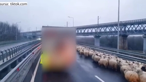 Imaginile virale ale zilei | „Cu oile pe autostradă”. Trei ciobani cu o turmă de oi au reușit să blocheze circulația pe A2