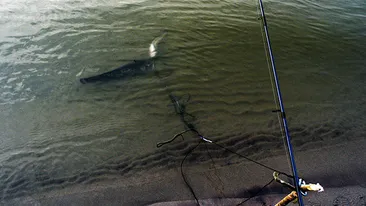 Toti ceilalti pescari au incremenit cand au vazut ce captura are barbatul acesta in undita! “Este un extraterestru!”