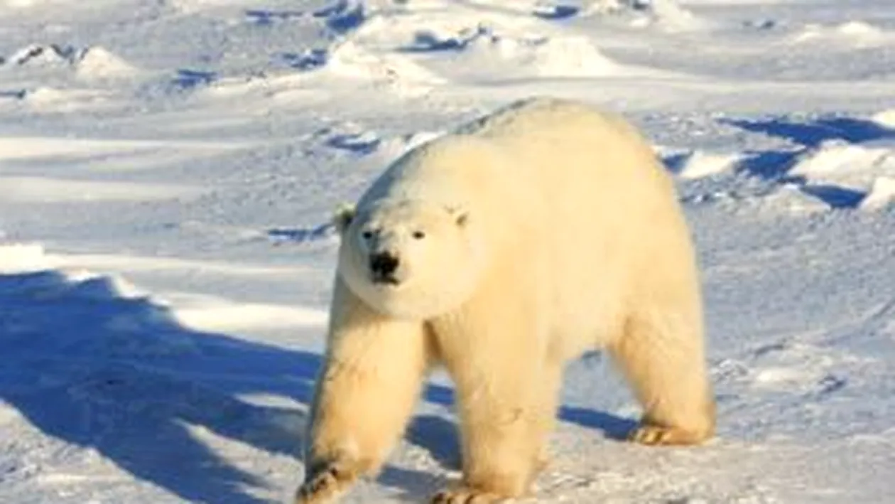 Un urs polar a inotat timp de noua zile! A facut 700km, in cautarea ghetii!