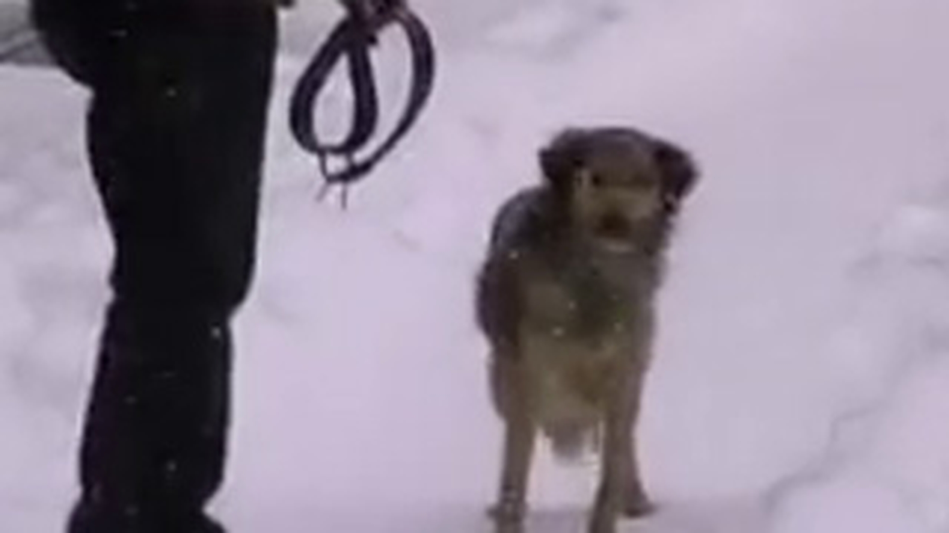 Emotionant! Ema, maidaneza careia un bucurestean fara adapost i-a lasat cojocul lui, ca sa se incalzeasca, a fost adoptata de politisti!