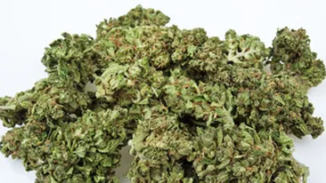 Doi barbati din Covasna, fermieri de cannabis!