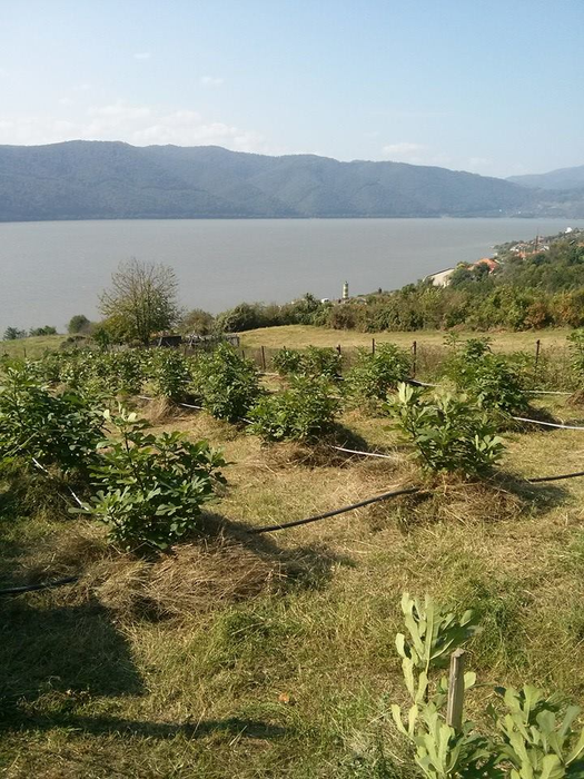Smochinii cresc în voie pe malul Dunării, la Șvinița