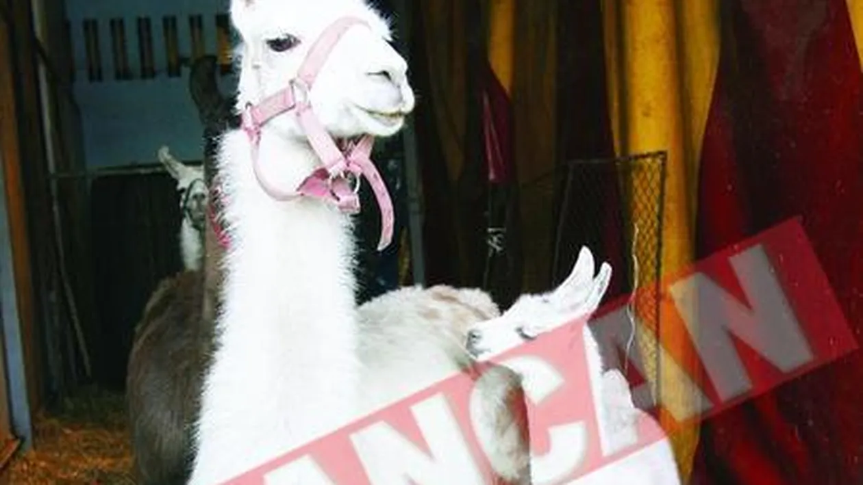 Yana, primul pui de lama nascut la Circul Globus