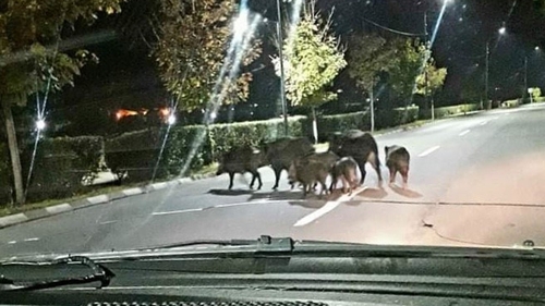 O turmă de porci mistreţi se plimbă pe străzile din Râmnicu Vâlcea