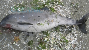 Masacru printre delfini