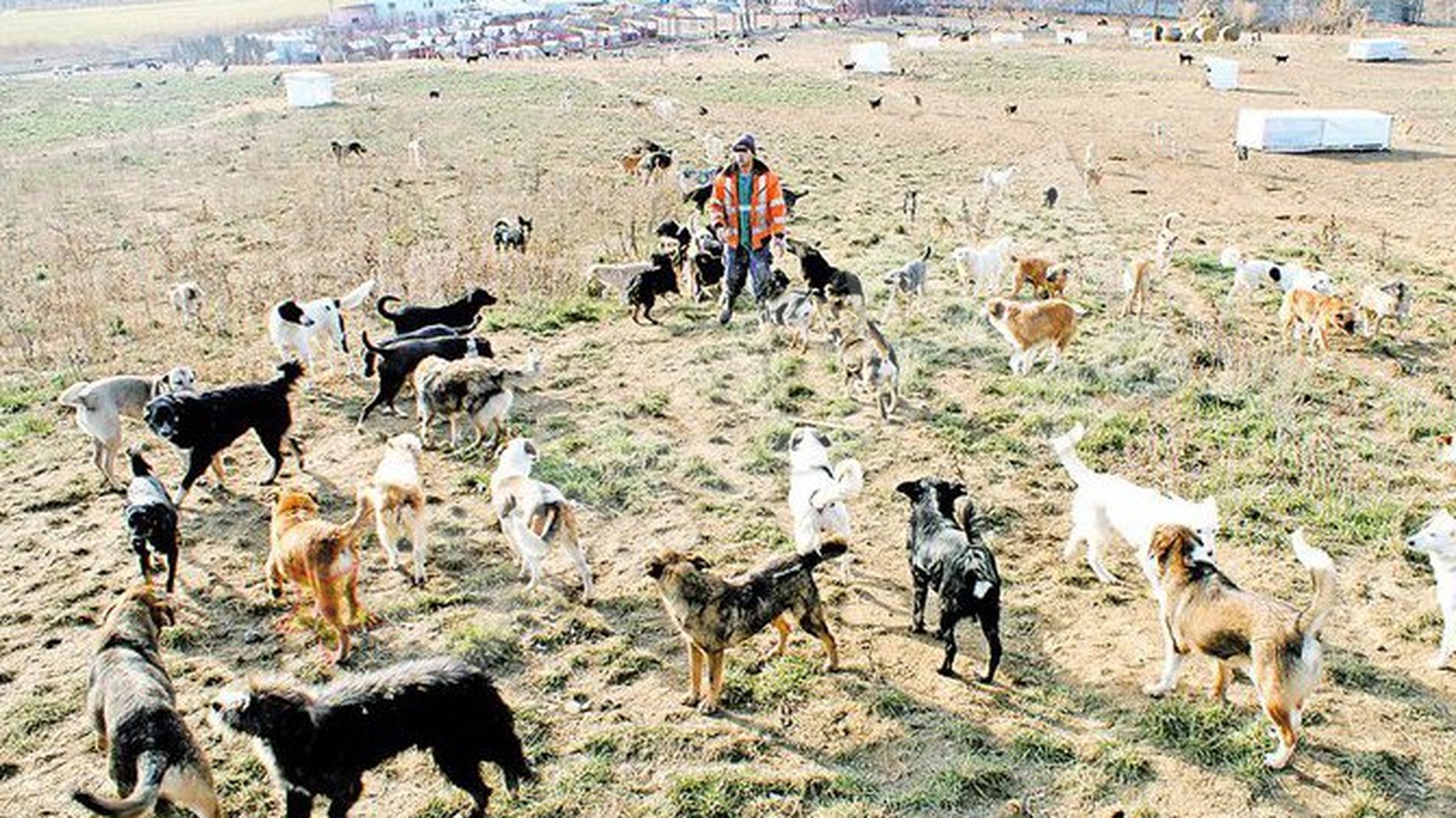 Peste 1.500 de maidanezi traiesc regeste la Bacau. Hraniti cu o tona de carne pe zi
