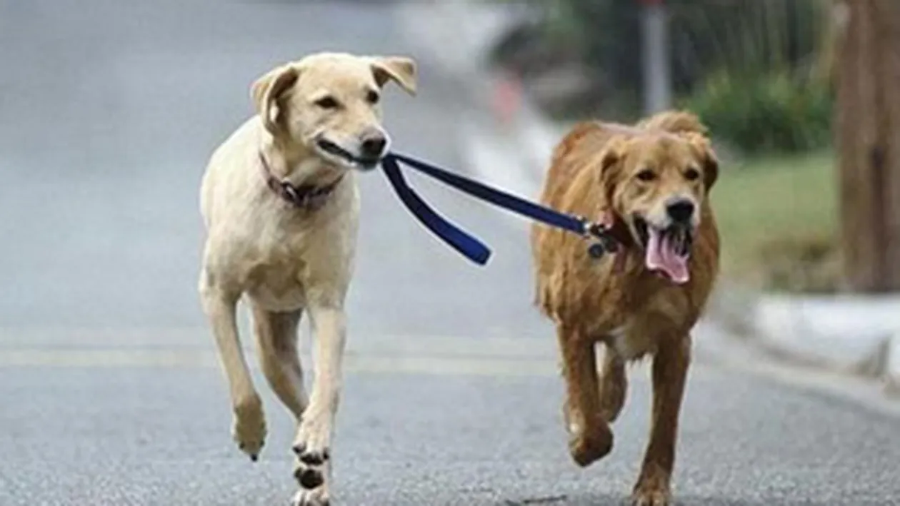 Atentie la semnalele necuvantatoarelor!  Cum te avertizeaza animalele ca vine marele cutremur