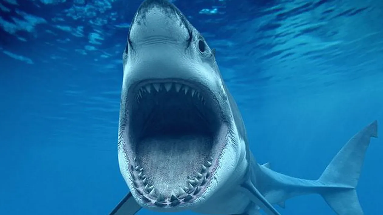 A scapat din stomacul unui RECHIN dupa ce i-a infipt un cutit in cap! Care este povestea acestei imagini incredibile