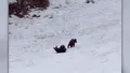VIDEO Întâlnire neașteptată la Poiana Brașov: Trei pui de urs, filmați de turiști în timp ce se joacă nestingheriți pe pârtie