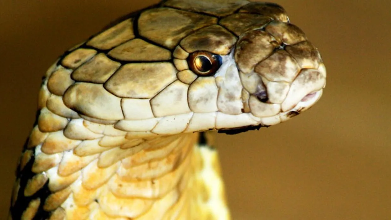 Sute de oameni in pericol Caras-Severin! Mai ceva ca in filmele de groaza de la Hollywood!