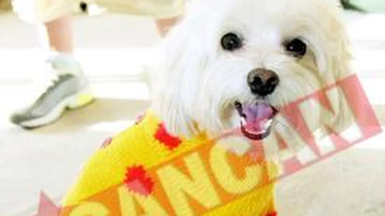 Designer de articole vestimentare pentru caini