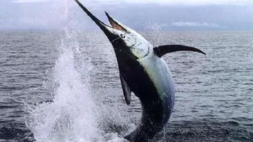 Un pescar a fost la un pas de moarte după ce un peşte de jumătate de tona i s-a înfipt în stomac! Află cum a fost posibil aşa ceva