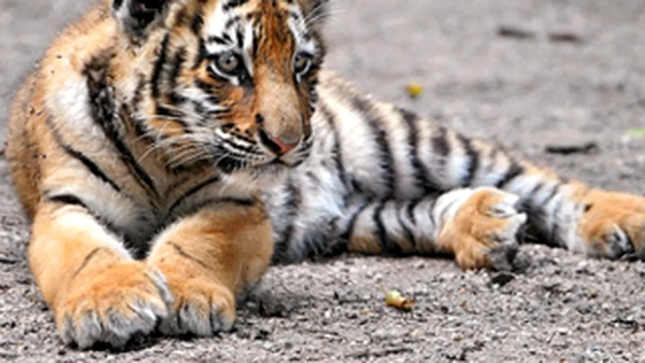 Un tigru de la o gradina zoologica din Rusia a ranit grav un copil de trei ani, in cadrul unei sedinte foto