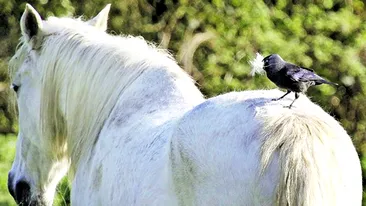 Isi face cuib din parul cailor