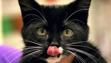 Dovada că pisicile au nouă vieti! Un pui de felină a supravietuit după ce a fost băgat in masina de spălat: Am crezut că e mort