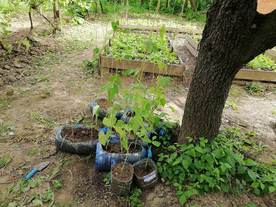 Agricultorii de ocazie au învățat, treptat, tainele meseriei