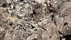 Iluzie optică virală exclusiv pentru genii | Găsiți vulturul din această fotografie!