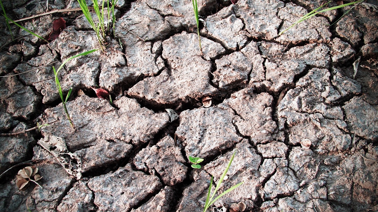 Secetă extremă în Dobrogea. Ce spun fermierii