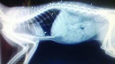 Credeai că pisica are 10 vieţi este un mit? Ei bine, o pisică trăieşte după ce a fost împuşcată de 30 de ori. Cum arată acum animalul